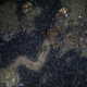 The sponge spicule trails are typically tan.